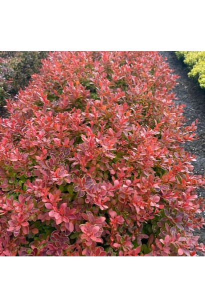 Berberis thunbergii Coral/Maja 
